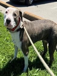 Shelter Stray Female Dog last seen U CITY,63130, 10521 Baur Blvd, Olivette, MO 63132, USA