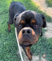 Shelter Stray Male Dog last seen Near BLOCK BLUFF PARKS DR, 10521 Baur Blvd, Olivette, MO 63132, USA