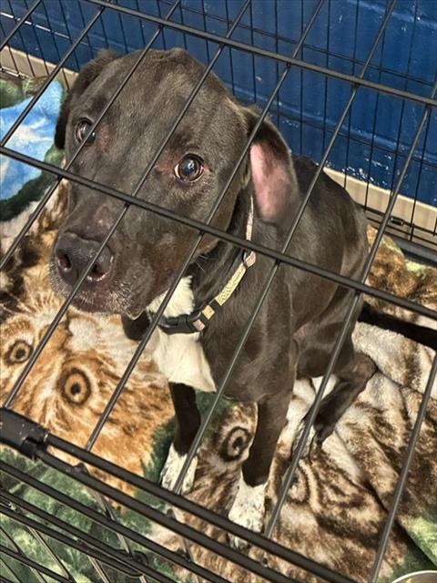 Shelter Stray Female Dog last seen ABANDONED AT SHELTER, 10521 Baur Blvd, Olivette, MO 63132, USA