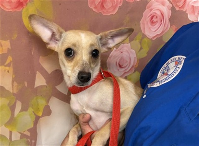 Shelter Stray Female Dog last seen E 13TH ST X N LUGO AVE, 333 Chandler Pl, San Bernardino, CA 92408, USA
