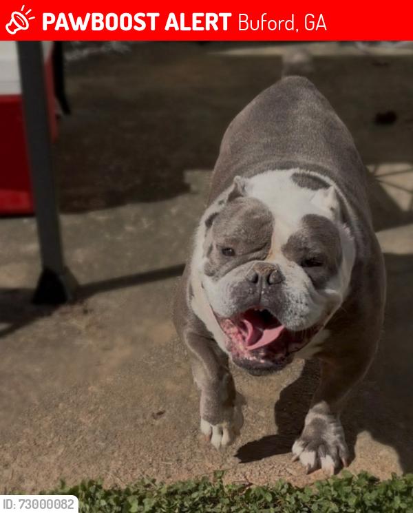 Lost Female Dog last seen Johns Pl Ct NE, Buford, GA 30515