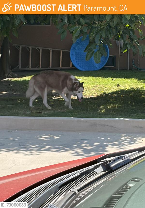 Found/Stray Male Dog last seen Orange and somerset , Paramount, CA 90221