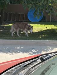 Found/Stray Male Dog last seen Orange and somerset , Paramount, CA 90221