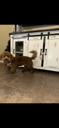 Reunited Male Dog last seen Hunters field Burleson , Burleson, TX 76028