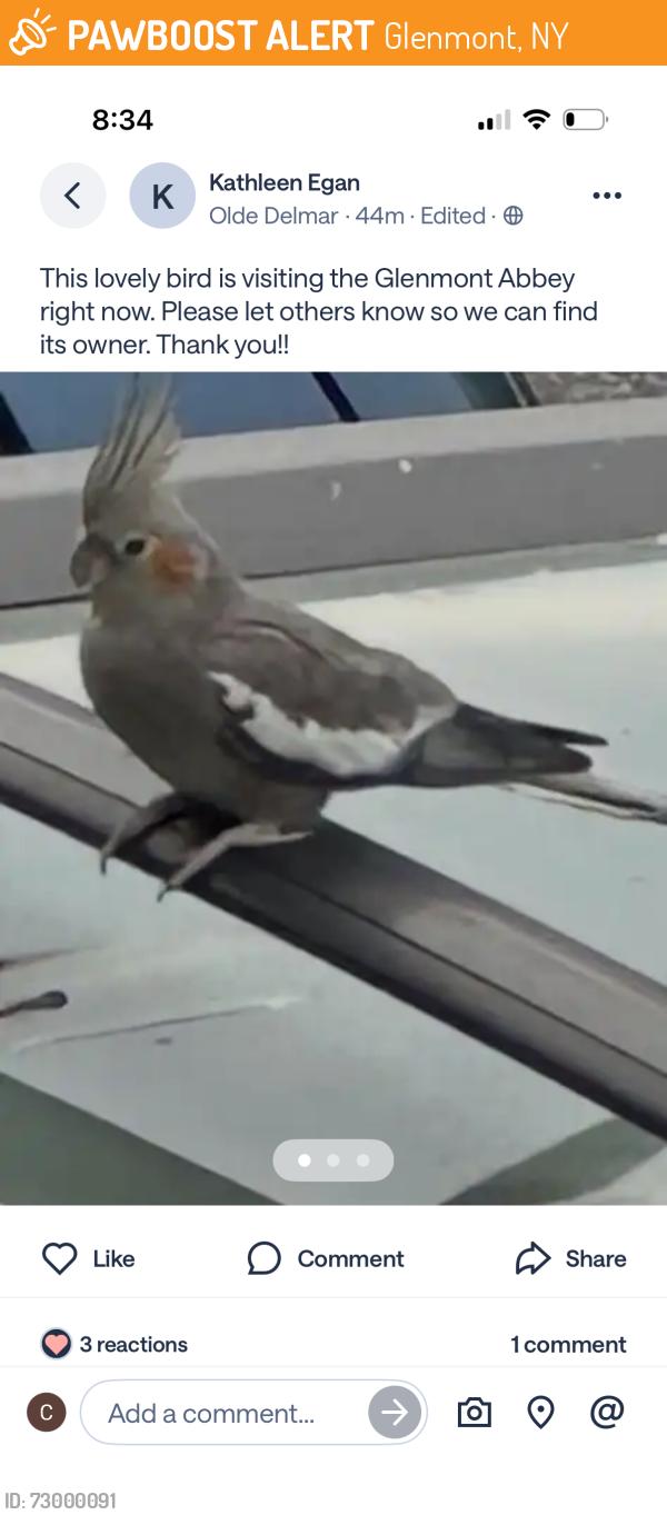 Found/Stray Unknown Bird last seen Glenmont Abbey Village Retirement Community, Glenmont, NY 12077