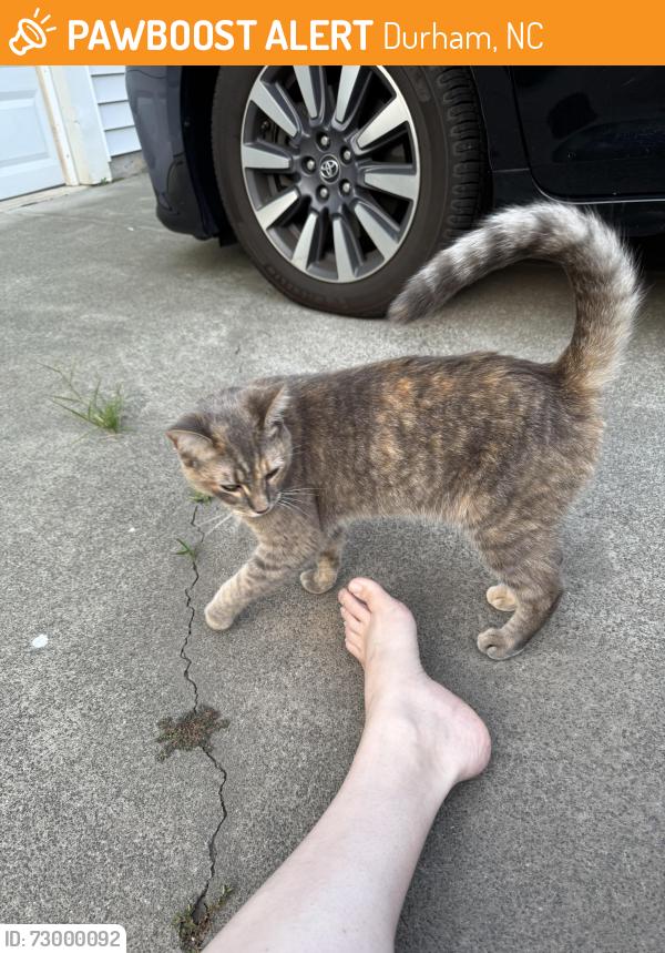 Found/Stray Female Cat last seen Bay Point, Durham, NC 27713