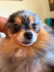 Reunited Female Dog last seen Near bootjack way, Modesto, CA 95351
