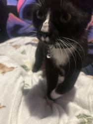 Reunited Male Cat last seen Leawood road, Trent Vale, England ST4