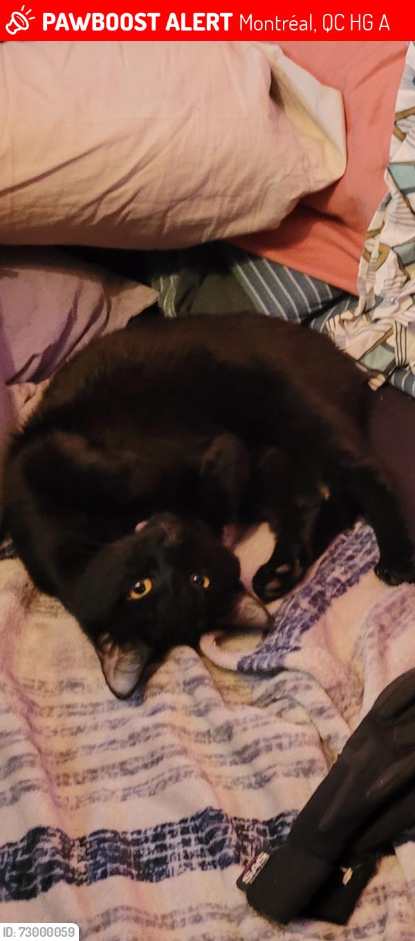 Lost Male Cat last seen Masson D'iberville , Montréal, QC H2G 2A9