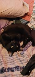 Lost Male Cat last seen Masson D'iberville , Montréal, QC H2G 2A9