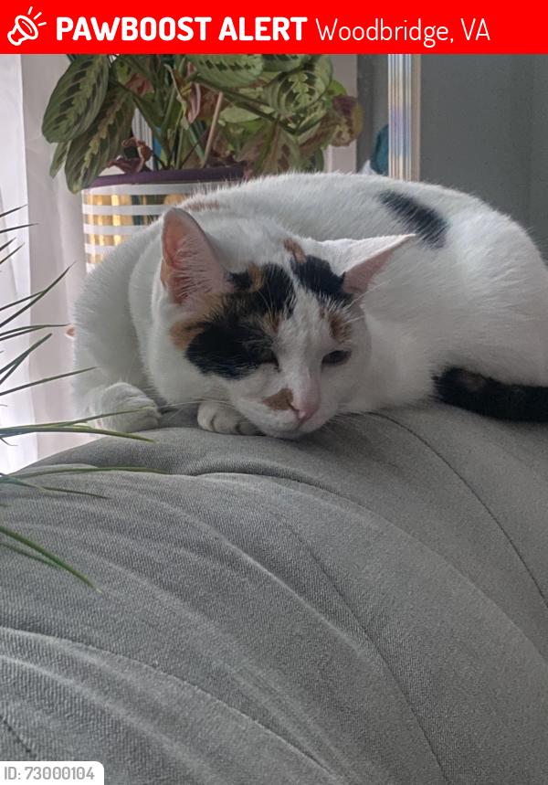 Lost Female Cat last seen Near ladino court, Woodbridge, VA 22193
