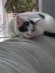 Reunited Female Cat last seen Near ladino court, Woodbridge, VA 22193