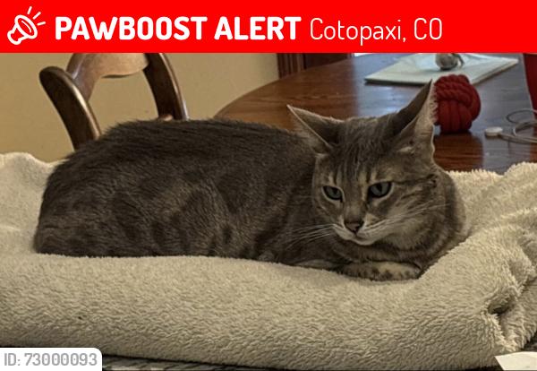 Lost Female Cat last seen Blazing Saddle Trail/Gibbons Trailway, Cotopaxi, CO 81223