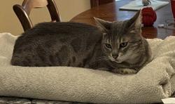 Lost Female Cat last seen Blazing Saddle Trail/Gibbons Trailway, Cotopaxi, CO 81223