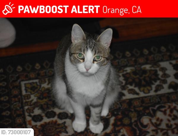 Lost Female Cat last seen Batavia and Cully, Orange, CA 92865