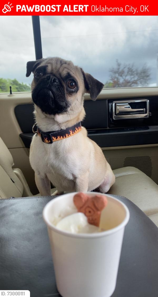 Lost Male Dog last seen Ne 16th, Oklahoma City, OK 73111