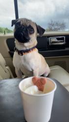 Lost Male Dog last seen Ne 16th, Oklahoma City, OK 73111