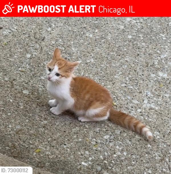 Lost Male Cat last seen 44th and Mozart, Chicago, IL 60632