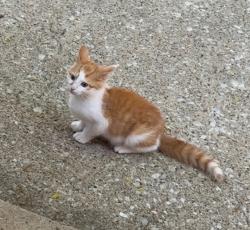 Lost Male Cat last seen 44th and Mozart, Chicago, IL 60632