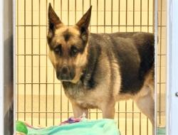Shelter Stray Male Dog last seen CROSSING DR/SIERRA COLLEGE, 11232 B Ave, Auburn, CA 95603, USA