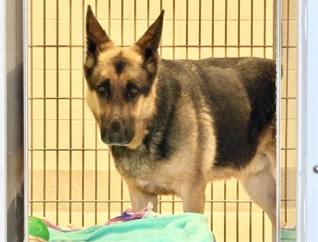 Shelter Stray Male Dog last seen CROSSING DR/SIERRA COLLEGE, 11232 B Ave, Auburn, CA 95603, USA