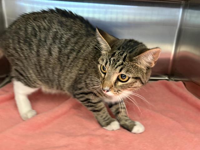 Shelter Stray Female Cat last seen DUSTY STONE & PAINTED PONY, 11232 B Ave, Auburn, CA 95603, USA