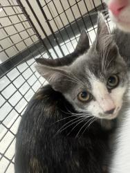 Shelter Stray Male Cat last seen , 14409 Vanowen St, Van Nuys, CA 91405, USA