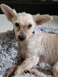 Shelter Stray Male Dog last seen PIPERS CREST, 4710 TX-151, San Antonio, TX 78227, USA