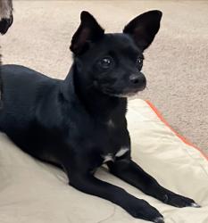 Reunited Male Dog last seen Landers Ave apmts, San Jose, CA 95132