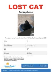 Reunited Female Cat last seen Jonathan Ct in Montclair, Montclair, VA 22025