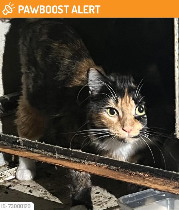 Found/Stray Unknown Cat last seen Rawson and north Chicago Ave, South Milwaukee, WI 53172