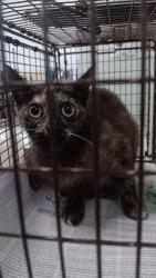 Shelter Stray Female Cat last seen , 1850 W 60th St, Los Angeles, CA 90047, USA