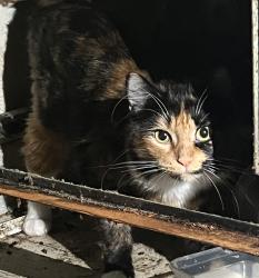 Found/Stray Unknown Cat last seen Rawson and north Chicago Ave, South Milwaukee, WI 53172