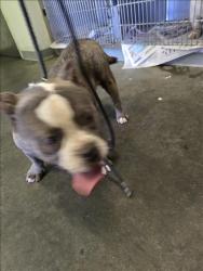 Shelter Stray Male Dog last seen , 1850 W 60th St, Los Angeles, CA 90047, USA