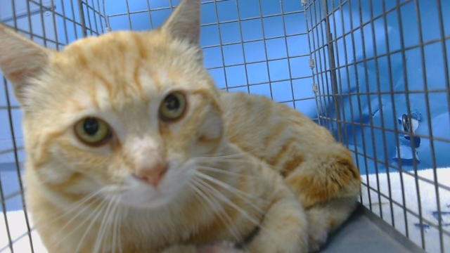 Shelter Stray Male Cat last seen , 216 W Victoria St, Gardena, CA 90248, USA