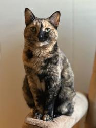 Reunited Female Cat last seen Georgia Ave, Richmond, VA 23220, USA, Richmond, VA 23220