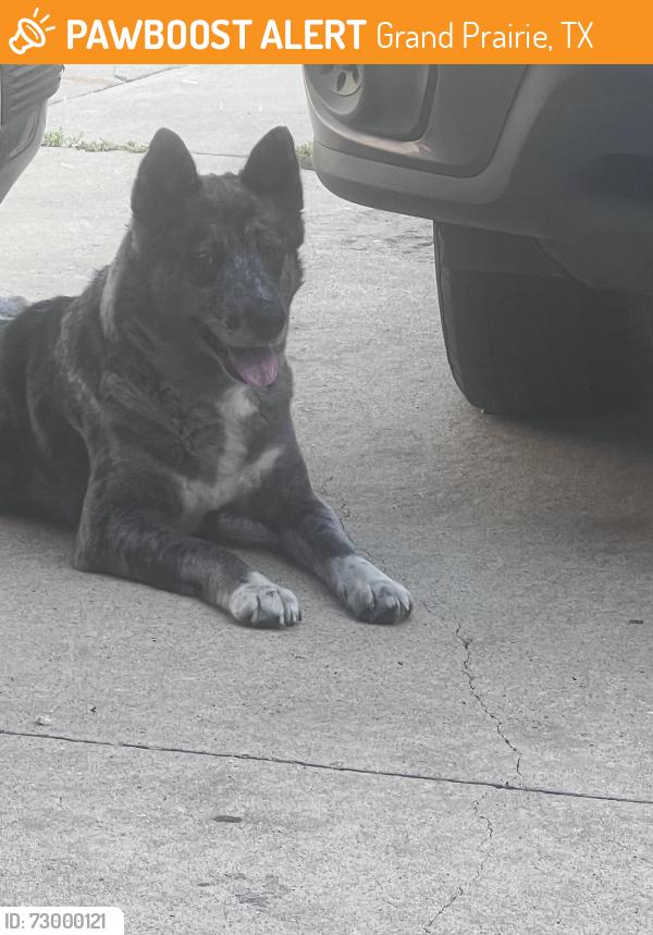 Found/Stray Unknown Dog last seen SW 3rd Street , Grand Prairie, TX 75051