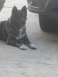 Found/Stray Unknown Dog last seen SW 3rd Street , Grand Prairie, TX 75051