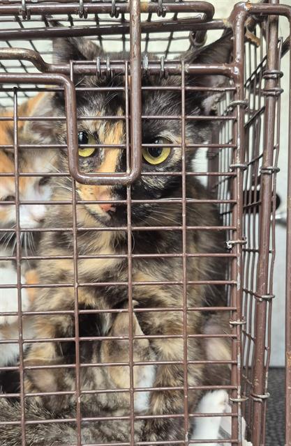 Shelter Stray Female Cat last seen Near BLOCK QUERETARO, 4710 TX-151, San Antonio, TX 78227, USA