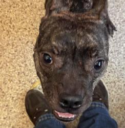 Shelter Stray Female Dog last seen , 4000 N Silverbell Rd, Tucson, AZ 85745, USA