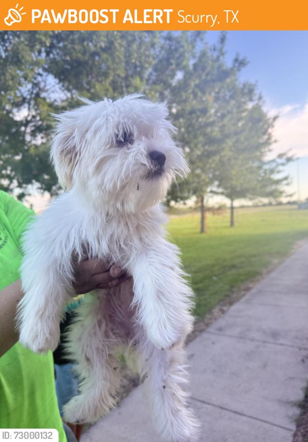 Found/Stray Unknown Dog last seen Scurry Rosser Elementary , Scurry, TX 75158