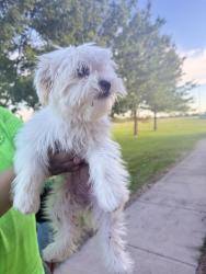 Found/Stray Unknown Dog last seen Scurry Rosser Elementary , Scurry, TX 75158