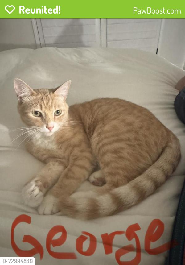 Reunited Male Cat last seen Moraga Road, Lafayette, CA 94549