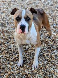 Shelter Stray Male Dog last seen Near BLOCK PITTS RD, 2020 Forest St, Jacksonville, FL 32204, USA