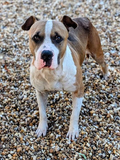 Shelter Stray Male Dog last seen Near BLOCK PITTS RD, 2020 Forest St, Jacksonville, FL 32204, USA