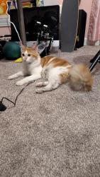 Found/Stray Unknown Cat last seen Parking lot on Gilbert St., Norfolk, VA 23511
