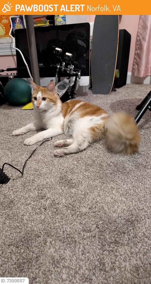 Found/Stray Unknown Cat last seen Parking lot on Gilbert St., Norfolk, VA 23511