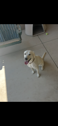 Reunited Female Dog last seen Milnes and Albers roads, Stanislaus County, CA 95357
