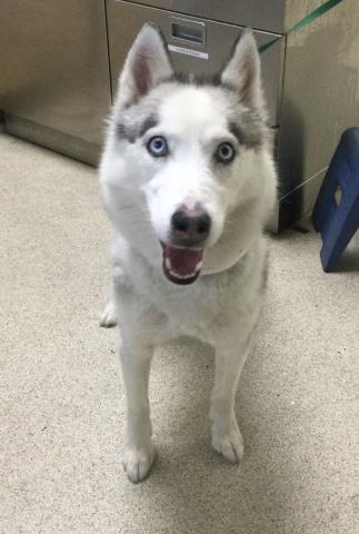 Shelter Stray Female Dog last seen MISSION X PEDLEY, 6851 Van Buren Boulevard, Jurupa Valley, CA 92509, USA
