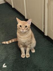 Lost Male Cat last seen Angleton middle school, Angleton, TX 77515